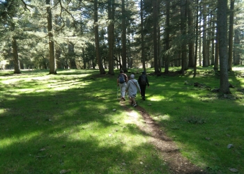 Ifrane National Park